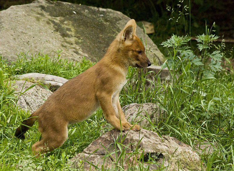 File:Cuon alpinus alpinus puppy.jpg