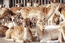 Deer at Marineland.jpg