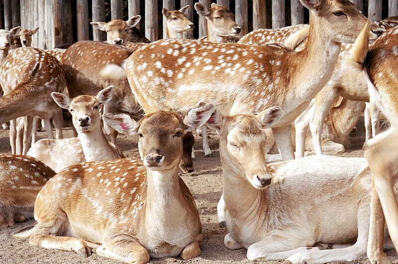 File:Deer at Marineland.jpg