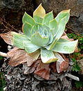 Miniatura para Dudleya pulverulenta