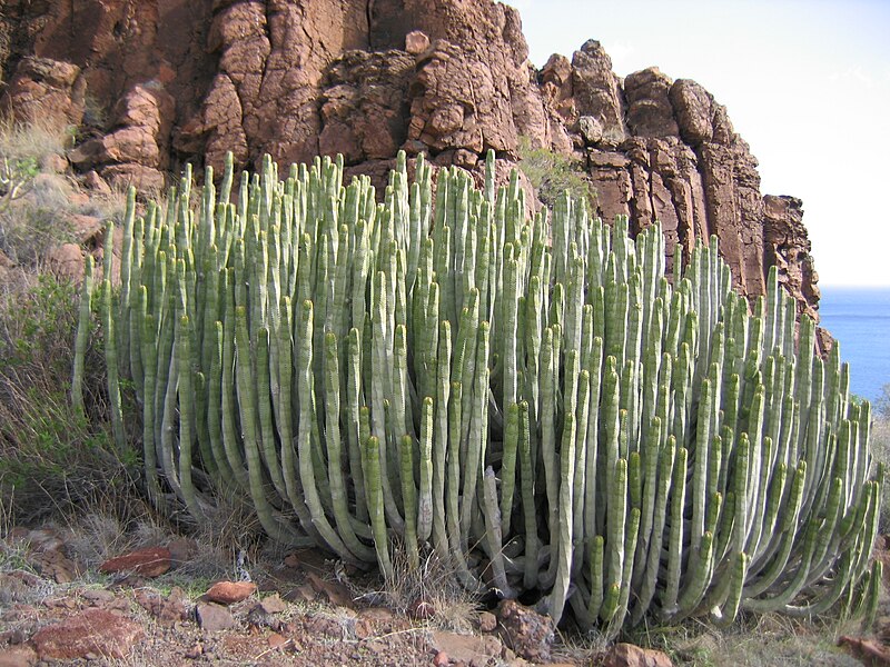 Файл:Euphorbia canariensis2.jpg