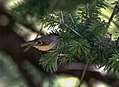 Goldcrest Regulus regulus on way to Tila Lotani