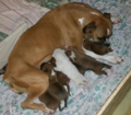 Litter of a Boxer Genotype S si mated with another si carrier.