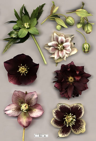 File:Hellebore flowers.jpg