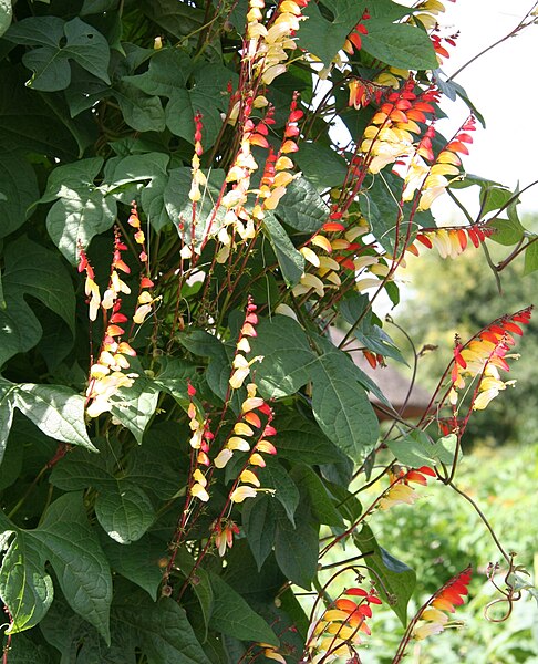 File:Ipomoea lobata 02.jpg