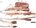 Fragmentos craneanos