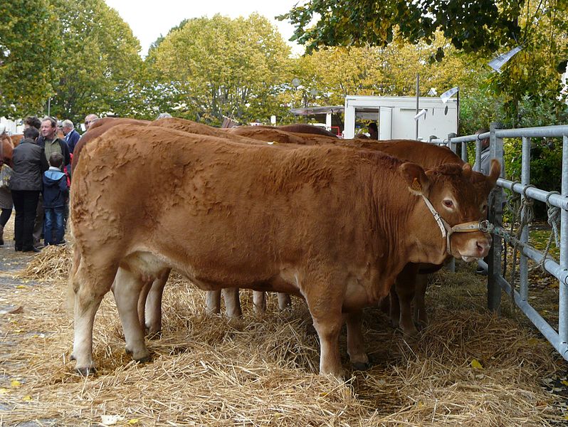 File:Lanouaille race limousine.jpg