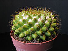 Mammillaria marksiana.jpg