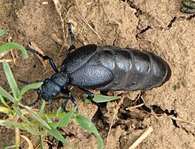 Meloe proscarabaeus, Odessa.jpg