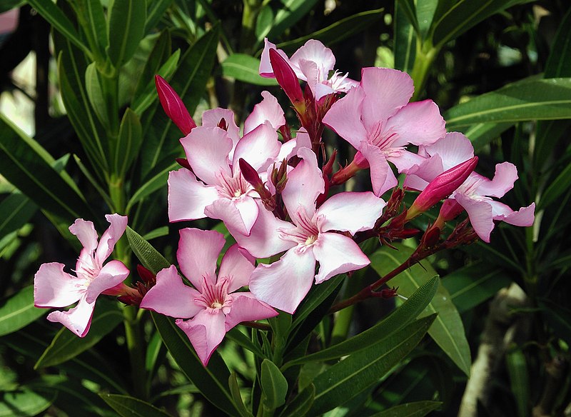 File:Nerium oleander flowers leaves.jpg