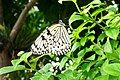 Paperkite butterfly at the Tennessee Aquarium.