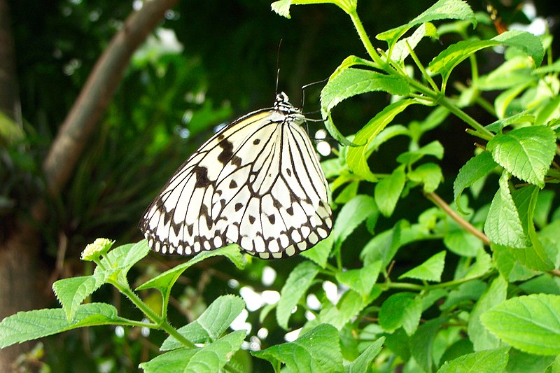 File:PaperKiteButterfly TNAquarium.jpg