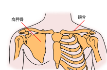 Pectoral girdles-zh.svg