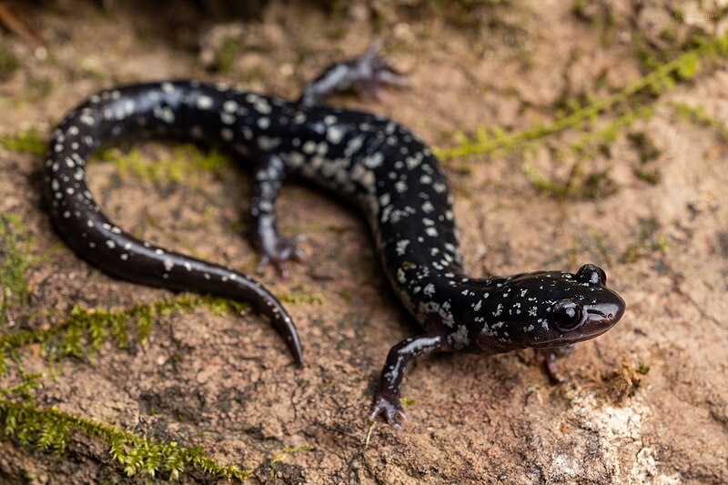 File:Plethodon mississippi 176472351.jpg