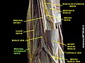 Brachial cutaneous nerve