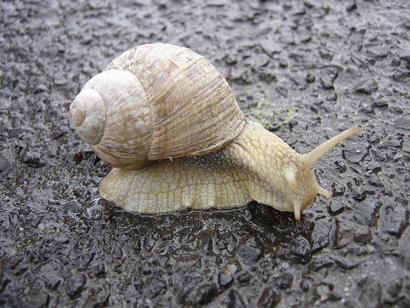 File:Snail.jpg