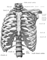 Sternum in situ connected to ribcage and clavicle.