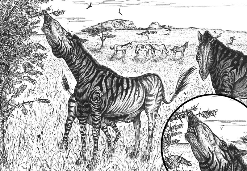 File:South American Pleistocene equids.jpg