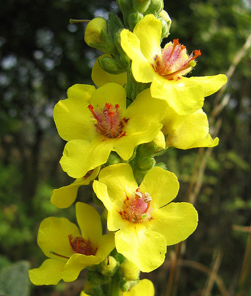 File:Verbascum nigrum flowers closeup.jpg