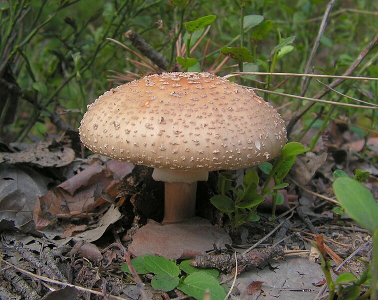 Файл:Amanita rubescens (2).JPG