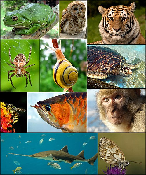 File:Animal diversity October 2007.jpg