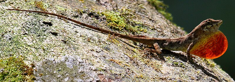 File:Anolis monteverde 08 (cropped).jpg