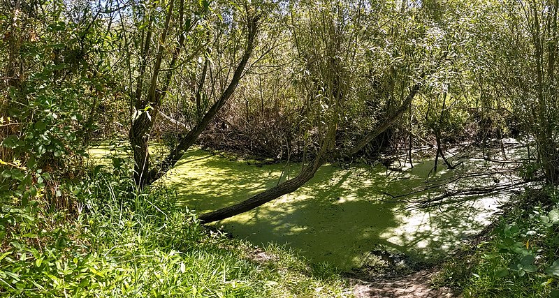 File:Atascadero Creek's cienega.jpg