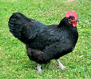 Black hen