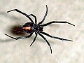 The black widow spider, or lactrodectus,The females frequently eat their male partners after mating. The female's venom is at least three times more potent than that of the males, making a male's self-defense bite ineffective.