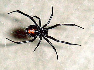 The black widow spider, or lactrodectus,The females frequently eat their male partners after mating. The female's venom is at least three times more potent than that of the males, making a male's self-defense bite ineffective.