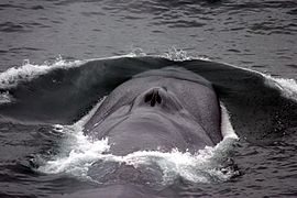 Endangered blue whale, largest animal ever[270]