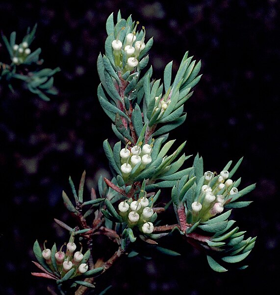 File:Darwinia leptantha.jpg