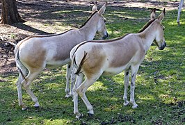 Onager