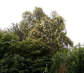 Fallopia baldschuanica