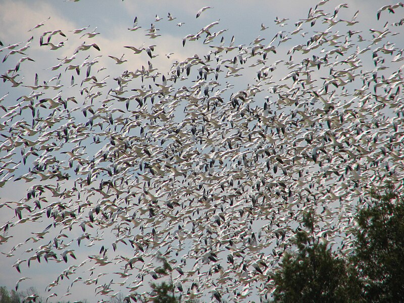 File:Greater Snow Geese-in flight.jpg