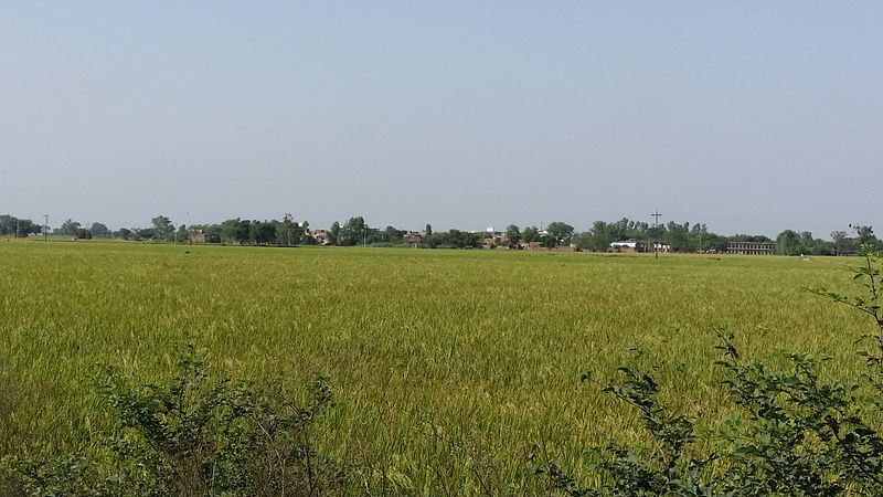 File:Green rice fields Kalekay.jpg