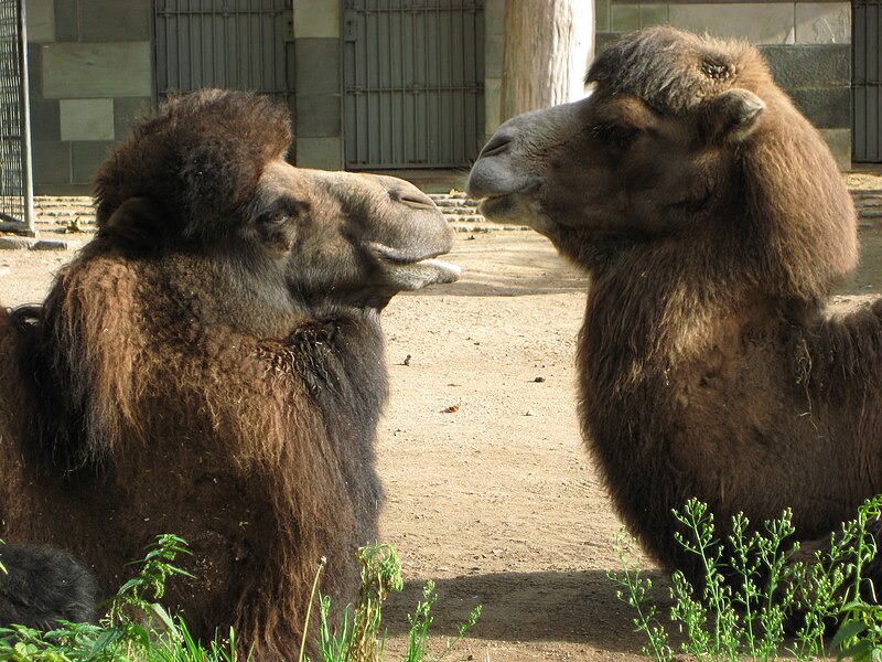 Файл:Kamele Zoo Berlin 2.jpg