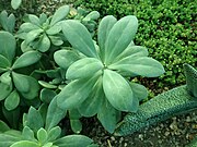 Detail of Kleinia fulgens leaves