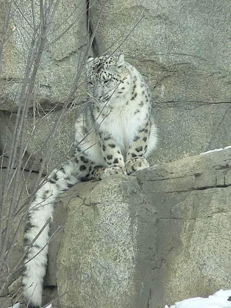 File:MP-Panthera uncia8.jpg