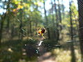 Regular spiral orb web of Araneus diadematus