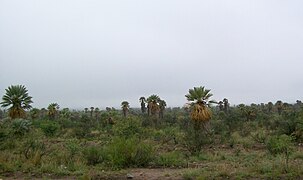 Palma Caranday. Especie autóctona de la región.