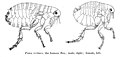 Блоха человеческая (Pulex irritans), переносчик возбудителя чумы