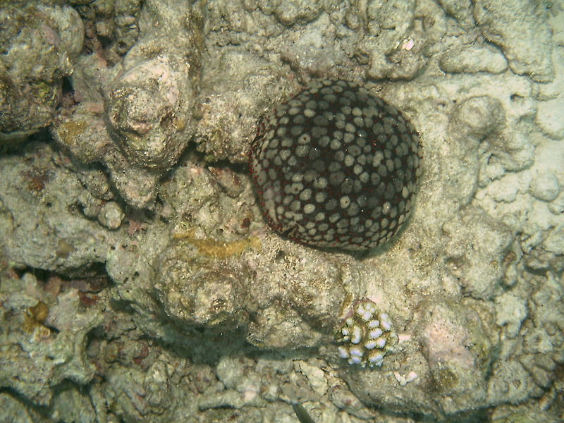 File:Schmedelian pin-cushion sea star.jpg