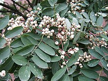 Foliage and clusters of small white fruits