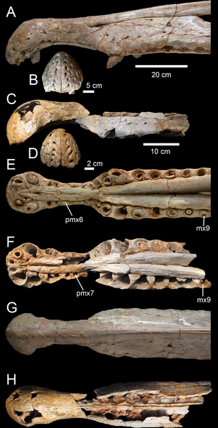 File:Spinosaurus snouts.png