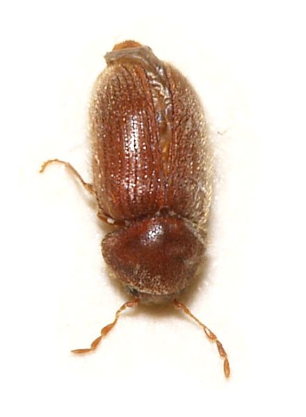 File:Stegobium.paniceum.jpg