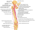 Added arteries to bone structure.