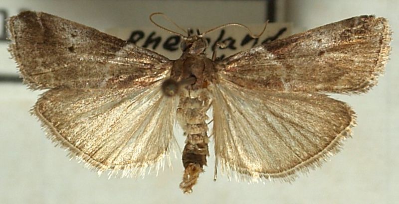 File:Trachycera.suavella.mounted.jpg