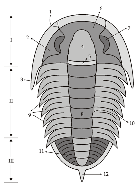 Archivo:Trilobita.png