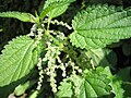 Цветущая крапива двудомная (Urtica dioica)